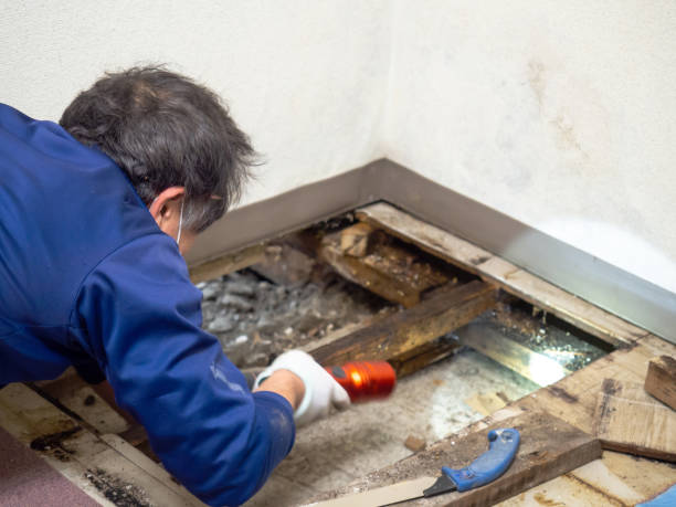 Best Local Mold Removal Service  in Ames, IA
