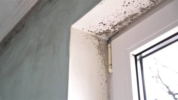 Best Local Mold Removal Service  in Ames, IA