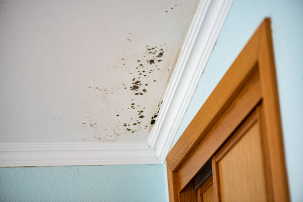 Best Crawl Space Mold Removal  in Ames, IA
