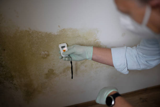 Best Certified Mold Removal  in Ames, IA