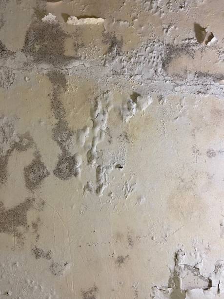 Best Residential Mold Removal  in Ames, IA