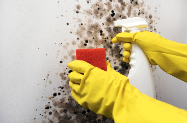Best Local Mold Removal Service  in Ames, IA