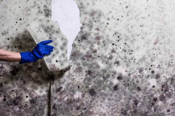 Best Affordable Mold Removal  in Ames, IA