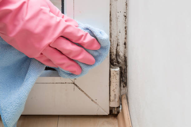 Best Professional Mold Removal  in Ames, IA