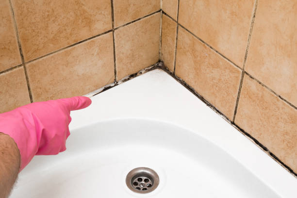 Best Best Mold Removal Companies  in Ames, IA